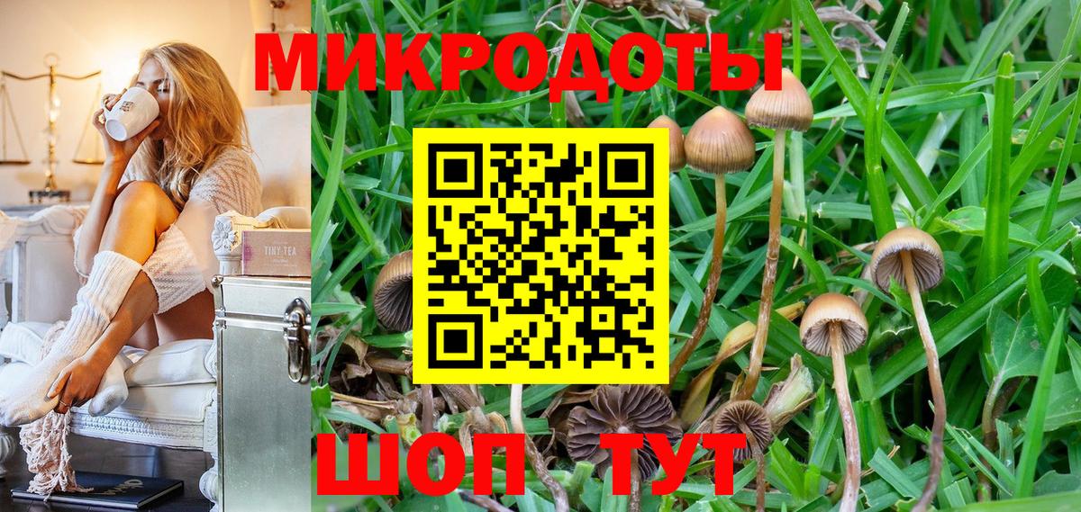 Псилоцибиновые грибы Cubensis Новокубанск